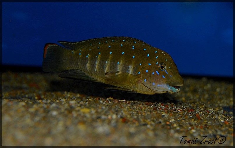 Eretmodus cyanostictus 'Kasanga'